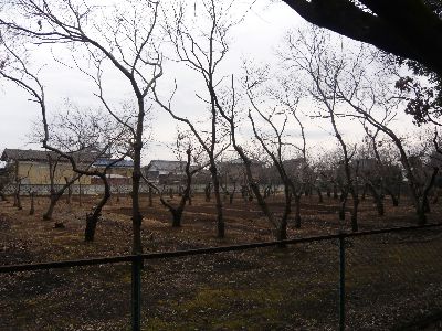 広場隣の桜林
