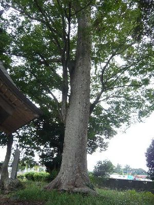 境内の大木