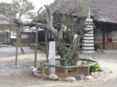 妙徳寺の梅（天然記念物）