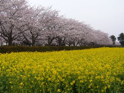 桜と菜の花1