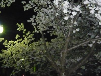 公園の夜桜2