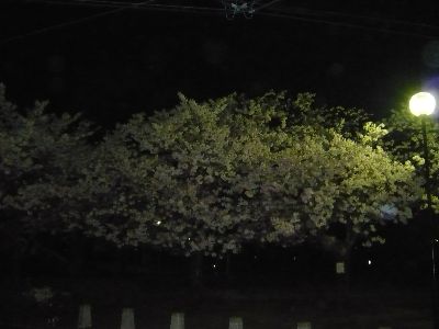 公園の夜桜4