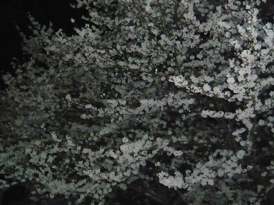 公園の夜桜5